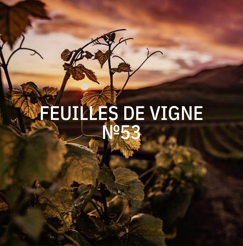 kukui-53-feuilles-de-vigne